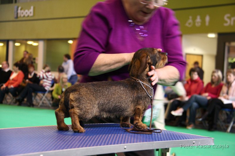 Crufts2010 320.jpg